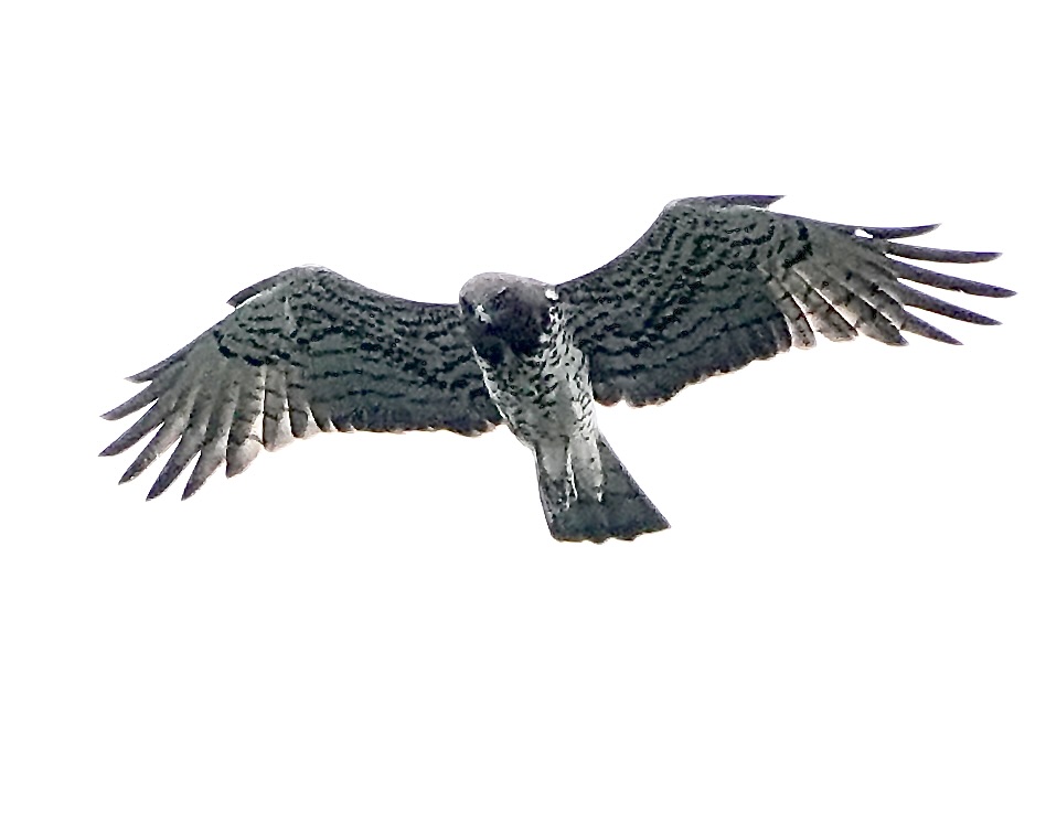 short-toed eagle